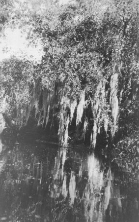 River and Spanish Moss